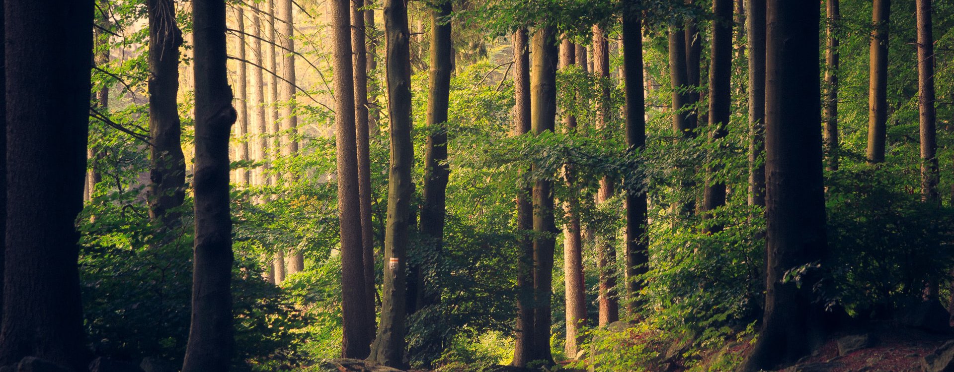 Forêt 3